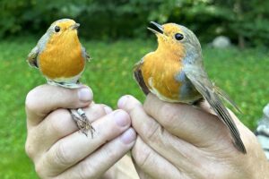 Přečtete si více ze článku Ornitologie na „adapťáku“ PřF OU