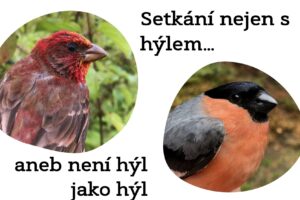 Přečtete si více ze článku Setkání nejen s hýlem…